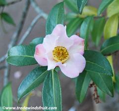 کاملیا پیتاردی